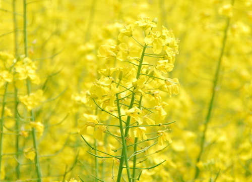 奉贤庄行镇上海最近的油菜花田