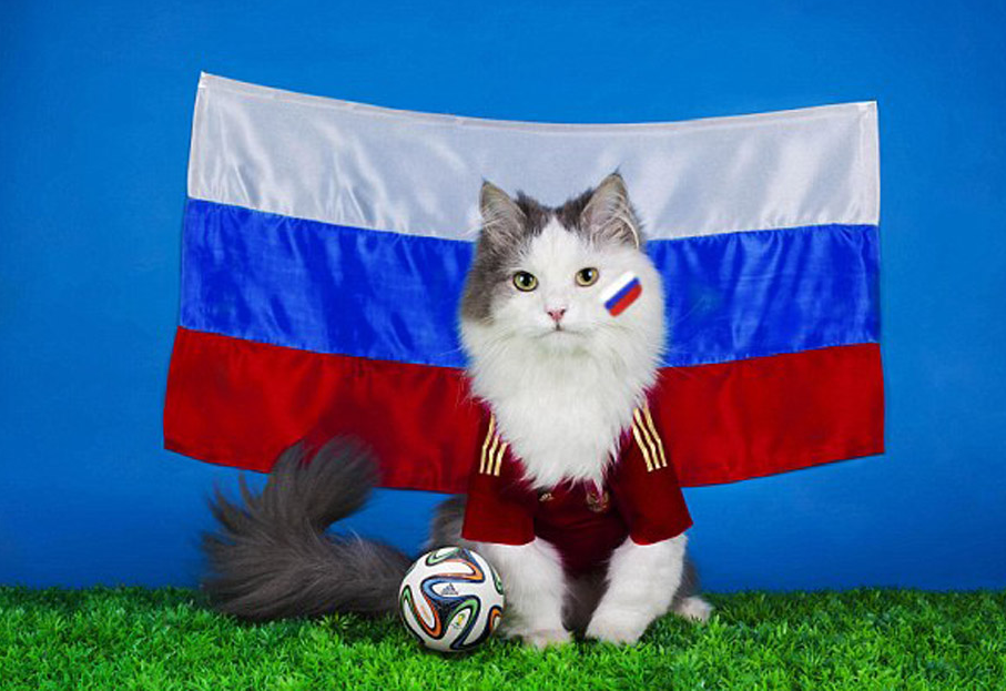 俄摄影师拍动物仿人萌照 仓鼠举重小猫读报纸