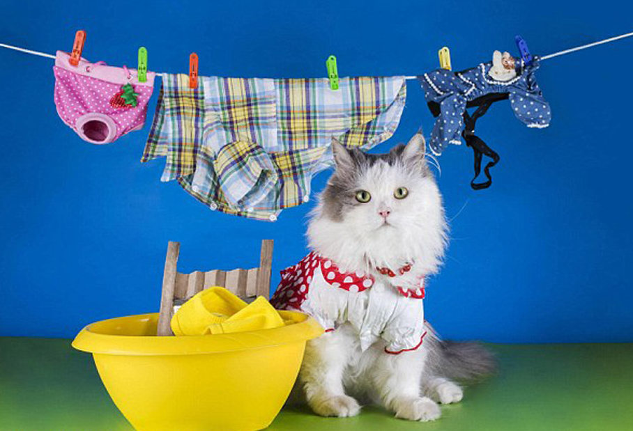 俄摄影师拍动物仿人萌照 仓鼠举重小猫读报纸