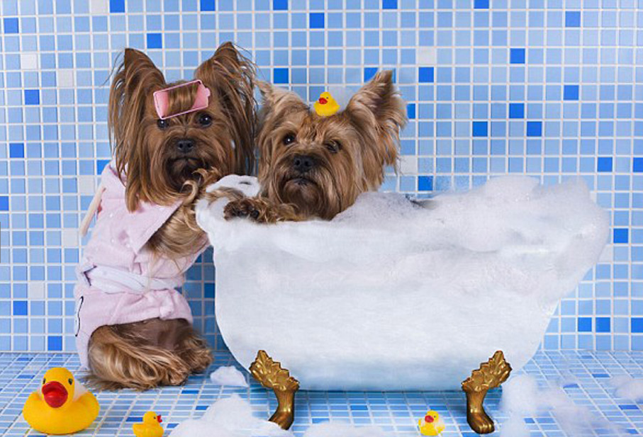 俄摄影师拍动物仿人萌照 仓鼠举重小猫读报纸