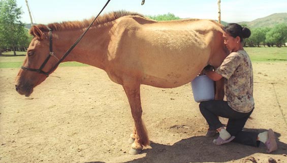 小奶酪大世界 品味世界11种另类奶酪