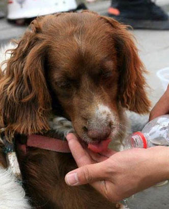 大地震中的搜救犬 英雄无言生死与共