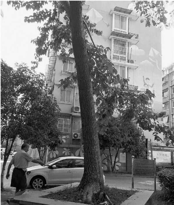 为防台风将大树吹倒 杭州一物业主任从6米高树