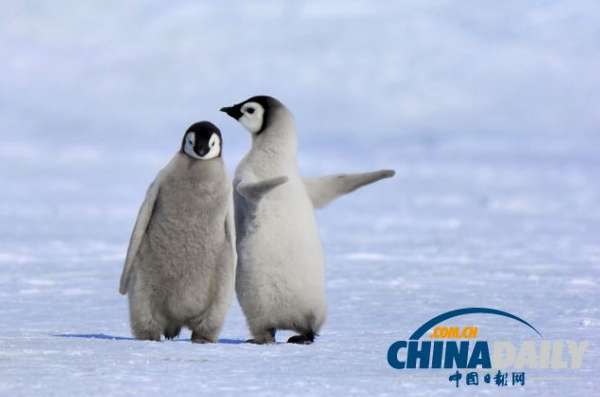 这只帝企鹅宝宝好像是在指导它的同伴如何行走。