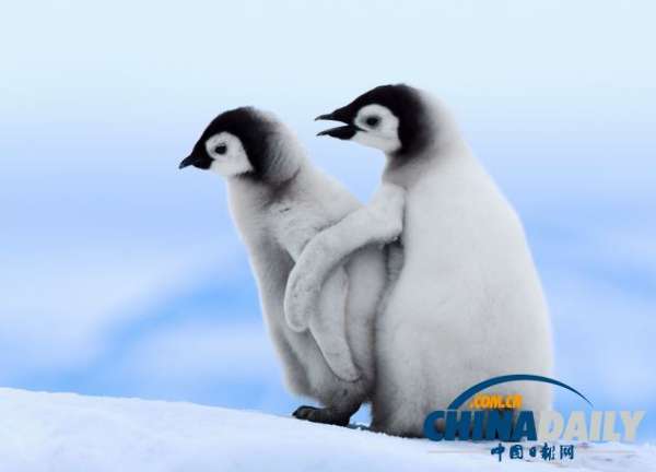 它们好像正在帮助彼此抵挡南极洲的严寒。