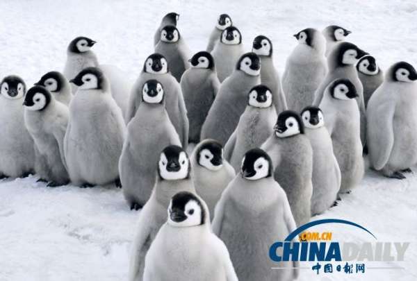 这些企鹅聚集在一起，希望一同取暖。
