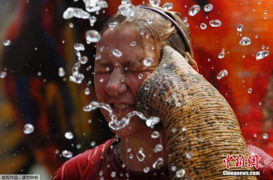 泰国大城府的大象提前庆祝泼水节，长鼻子化身“水枪”向游客喷去。