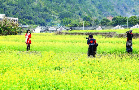 春天里的黄金交响曲 细数广东省内油菜花观赏