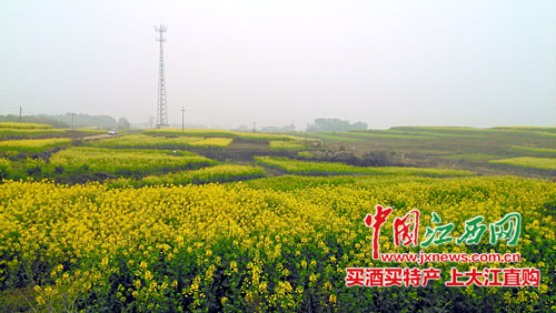 马当镇人口_彭泽县马当镇