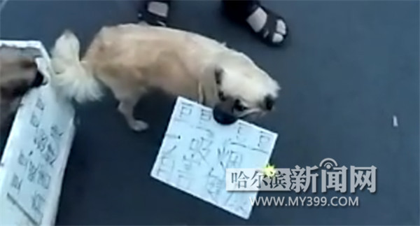 狗狗香波品牌排行榜_小黄狗环保科技荣登“2021中国企业公民520责任品牌60强”榜单!(2)