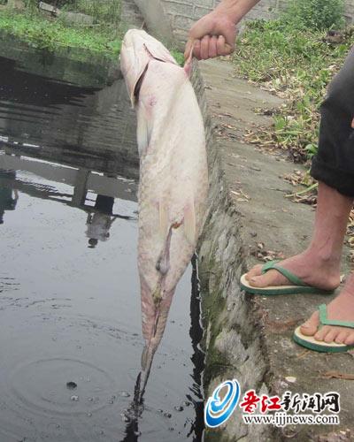 养猪场排粪便致水体富营养化鱼成群死亡辣椒烧苗