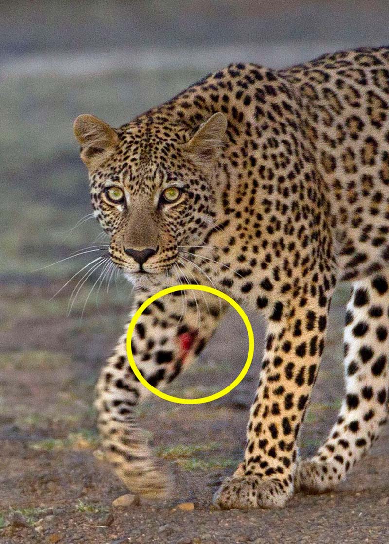 豹是猛兽吗 rdn_54d40f835cdad.jpg