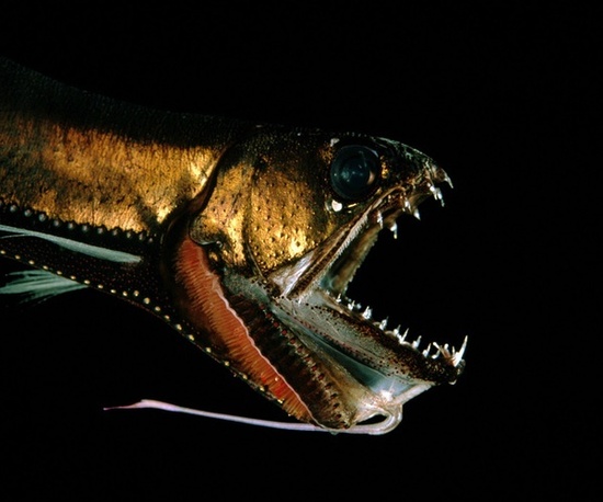 大洋深处的罕见鱼类:为适应深海压力<em>变身丑八</em>