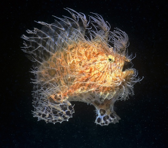 大洋深处的罕见鱼类:为适应深海压力<em>变身丑八</em>