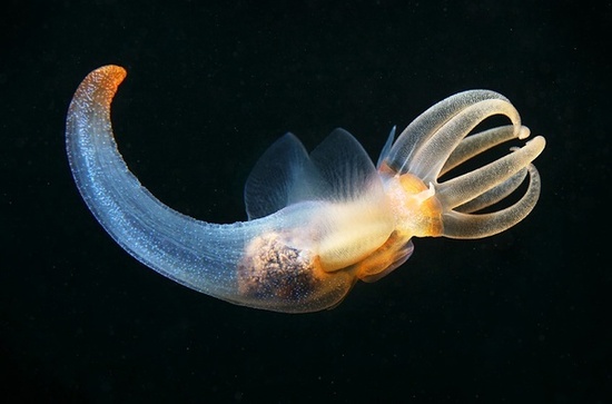 大洋深处的罕见鱼类:为适应深海压力<em>变身丑八</em>