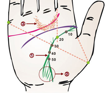 在四十五岁点,生命线分两道下行,表示下半身较弱.由于血行不畅及贫血.