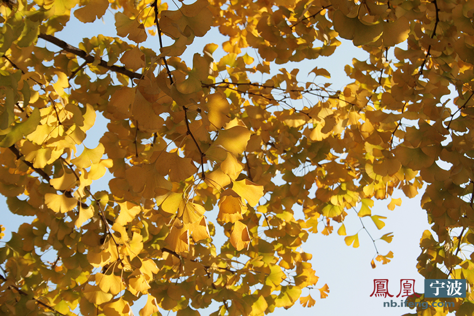 宁波初冬的颜色:树叶的霎那韶光_宁波频道_凤凰网