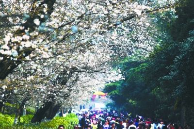 昨天,武汉大学樱花绽放吸引了众多游人赏花踏青。记者何晓刚 摄
