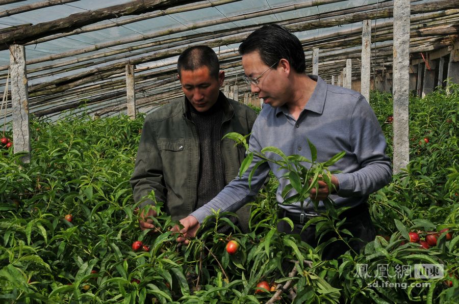 “第一书记”段培奎在埠口村油桃大棚指导生产。
