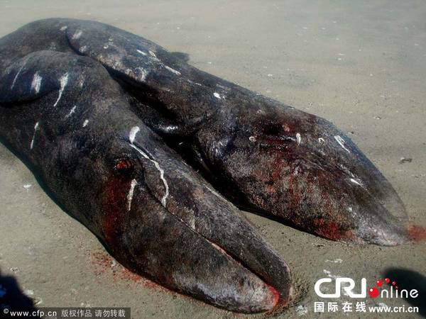 　　当地时间2014年1月5日，墨西哥加利福尼亚半岛，渔民在墨西哥西北部泻湖发现了两只长约4米、已经死去的连体小鲸鱼，海洋生物学家称“极其罕见“。图片来源:HO/CFP