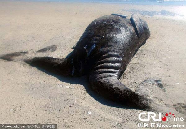 　　当地时间2014年1月5日，墨西哥加利福尼亚半岛，渔民在墨西哥西北部泻湖发现了两只长约4米、已经死去的连体小鲸鱼，海洋生物学家称“极其罕见“。图片来源:HO/CFP