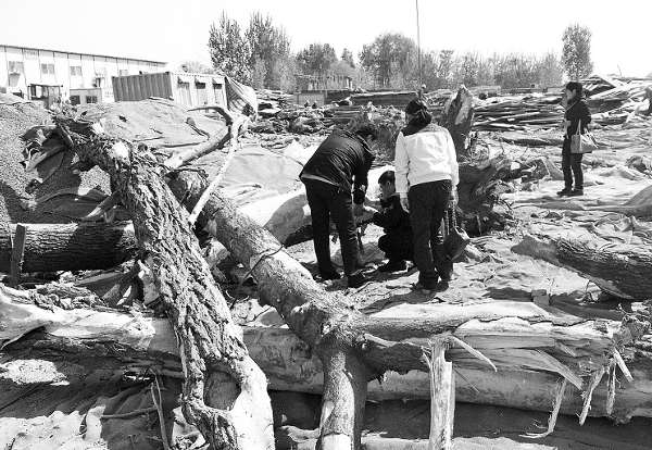 百年国槐再遭剥皮天齐置业工地又现被毁老树