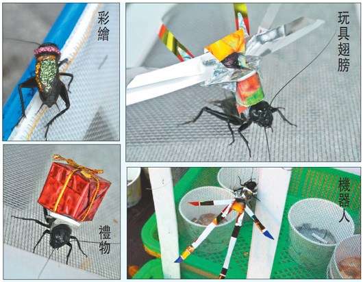 图片资料 原标题:台南商家在蟋蟀身上粘饰品 被批虐待动物(图) 中新网4月9日电据台湾《联合报》报道,台南市游客聚集的安平老街,最近有商家在蟋蟀身上粘贴机器人、羽毛饰品、玩具翅膀或彩绘,吸引游客,每只卖50元(新台币,下同),逗玩20元。 由于饰品黏上去就不容易拿下来,蟋蟀要一直背到死亡,“这好像人每天背个大石头在身上”,动物保护人士批评这样的行为虐待动物,但商家否认。 台南市动物防疫保护处则表示,目前无法可管,只能道德劝说。