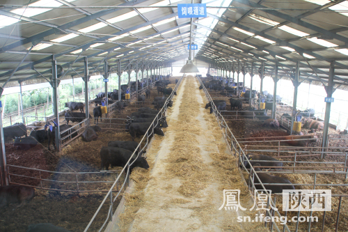 社区尝鲜员进菜园 感受杨凌现代农业