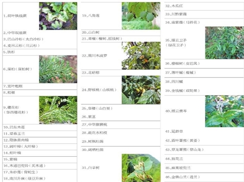 重庆第一批重点保护野生植物名录公布(图)