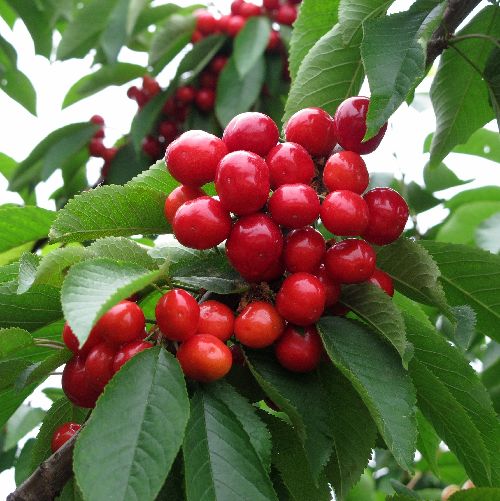 烟台海阳大樱桃别样情景