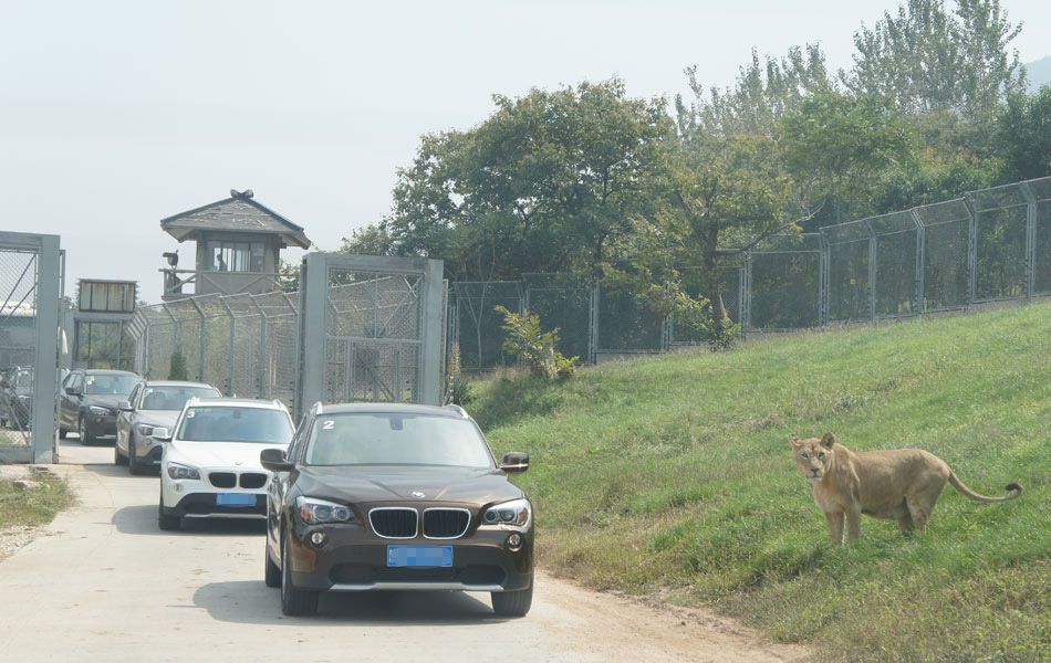 西安秦岭野生动物园与狮子的<em>第一次亲密接触</em>