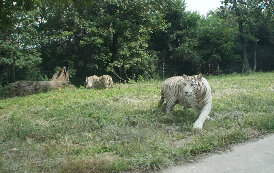 西安秦岭野生动物园与狮子的<em>第一次亲密接触</em>
