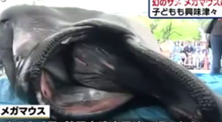 实拍罕见巨口鲨当街开膛 千人围拍