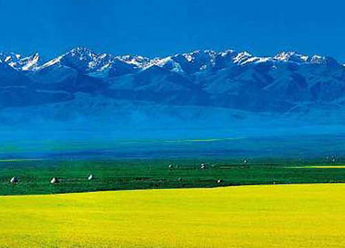 出发去新疆昭苏 体验西域风情的油菜花 内蒙古旅游网旅游资讯 www.nmgly.com.cn