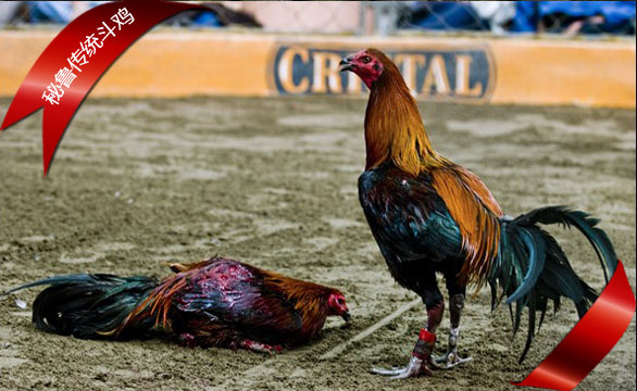 秘鲁传统斗鸡尚未禁止 驯养技术代代相传