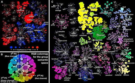 科学家绘制多维脑地图 大脑如何组织图像