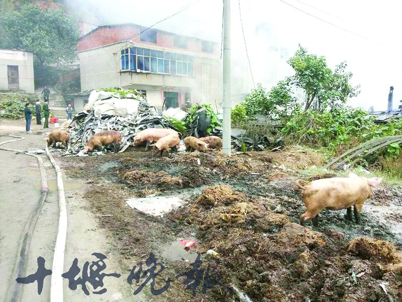 生猪被转移至安全地带。