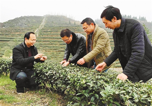 酉阳木叶乡万亩荒山种出绿色产业(图)图片