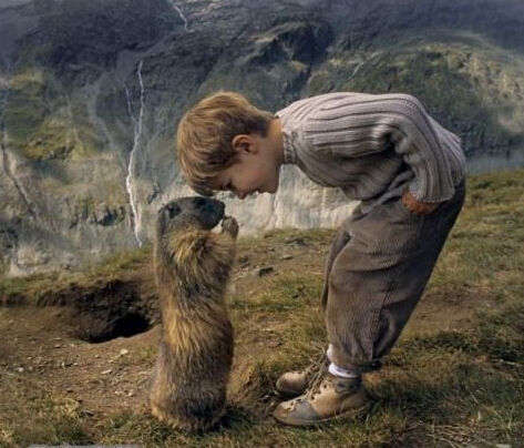 难以自拔的草原土拨鼠网络走红 小胖墩外出不