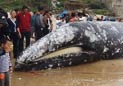 22吨灰鲸突然搁浅