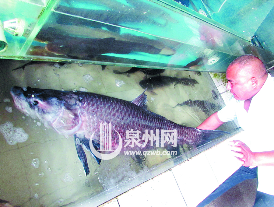 福建：男子从河中钓起大青鱼 长1.6米重130斤(图)