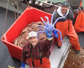 美国渔民发现蓝色帝王蟹(图)|钴蓝色|麦克法兰_凤凰资讯