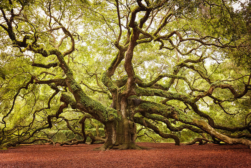 Windwing - Beautiful Trees In The World