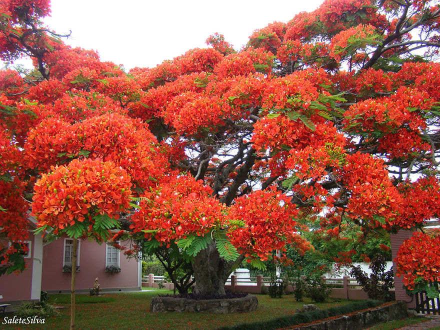 Windwing - Beautiful Trees In The World