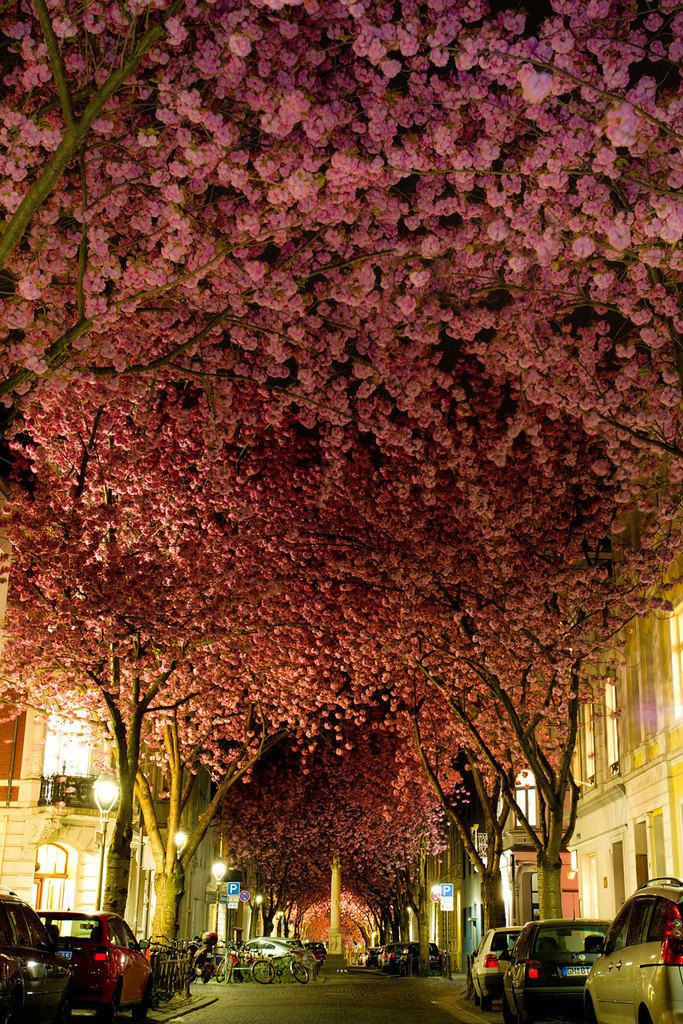 Windwing - Beautiful Trees In The World