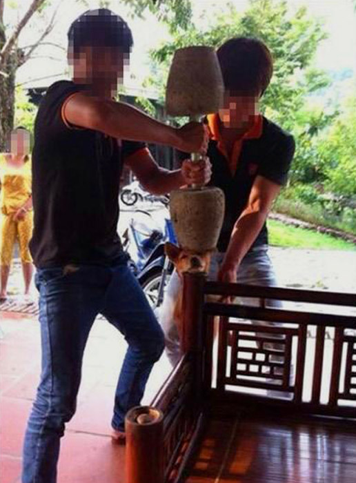 男子发虐狗照:很兴奋它要挂了_资讯频道_凤凰网