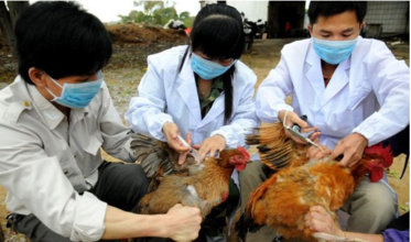 【h7n9型禽流感】