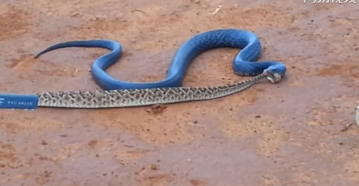 2.5米蓝蛇吞食剧毒响尾蛇 对蛇毒免疫 图片 167k 523x271 东部森王蛇详细页面 第5张