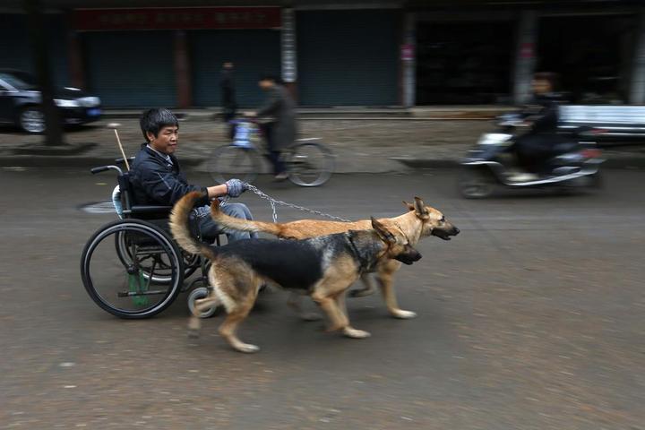 男子意外截瘫 两条忠犬相伴13年-中国学网-中国