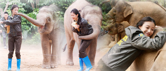    美女与萌物！倪妮《奇妙的朋友》被大象袭击险受伤      